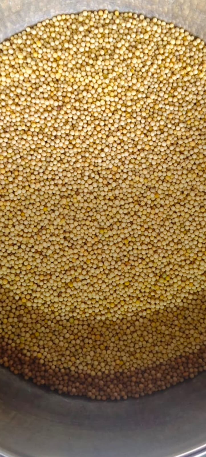 PILA]sarso 1kg