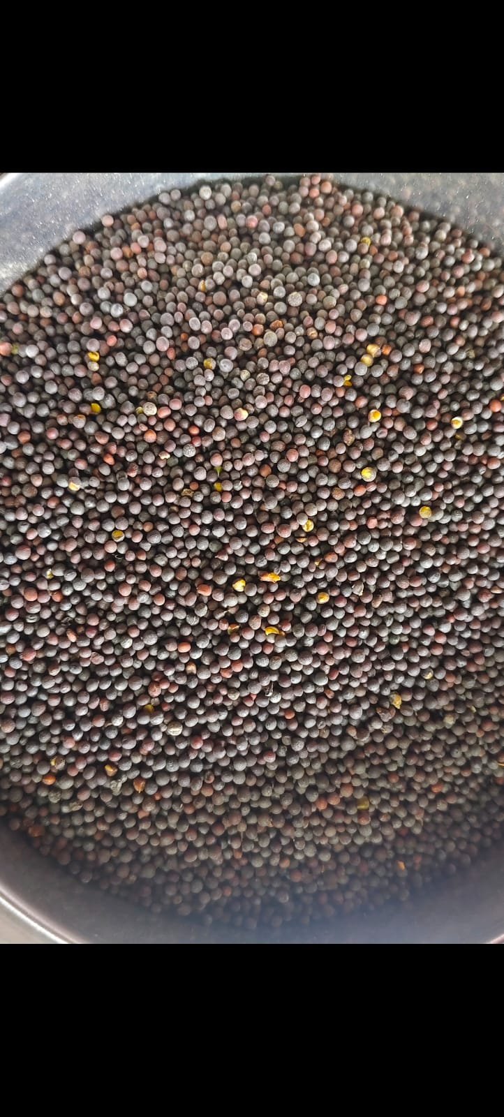 kala sarso 1kg