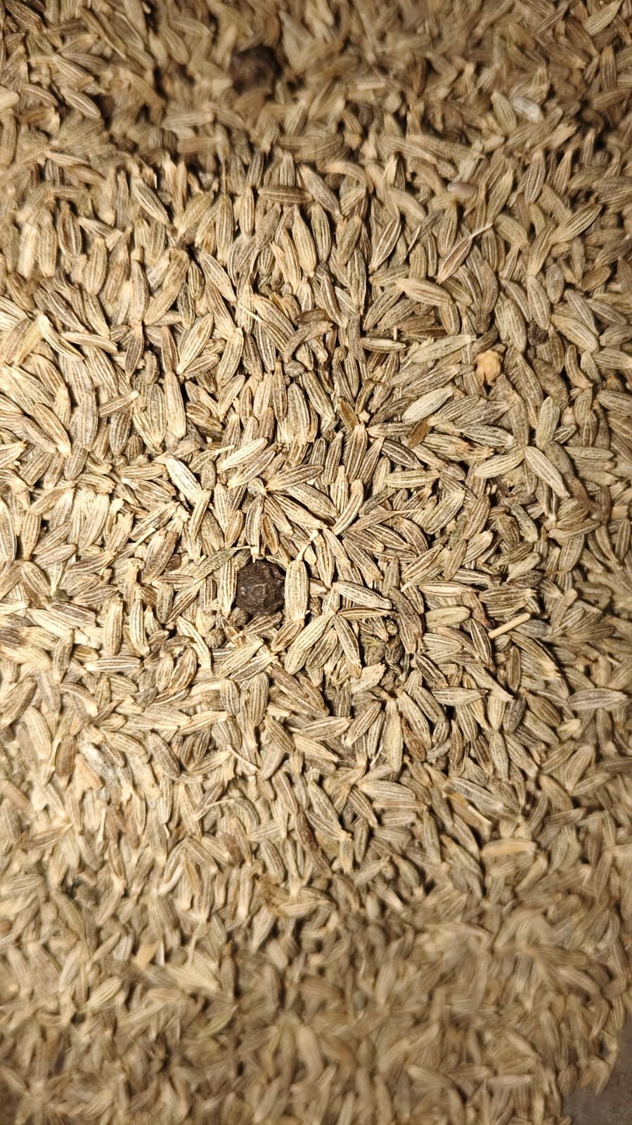 Jeera [1kg]